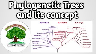 Phylogenetic Trees and its concept [upl. by Ynamrej421]