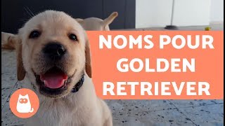 Noms pour chiens Golden retriever [upl. by Reiser]