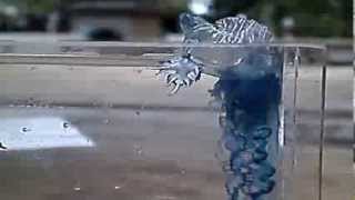 Glaucus atlanticus feeding [upl. by Bethesda]