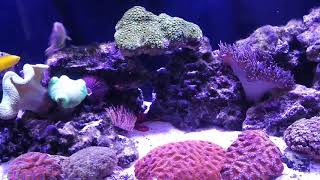 Wrasse only reef tank with 9 Wrasses how it works  part 1 [upl. by Blockus]