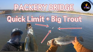 Packery Bridge Quick Limit  Big trout  Corpus Christi Texas [upl. by Rostand]