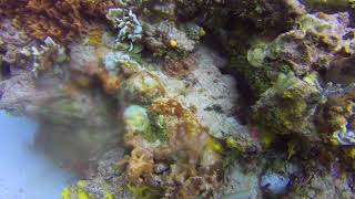 Coral amp Basket Sponge [upl. by Nysila]