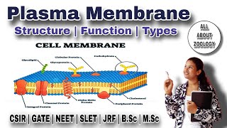 PLASMA MEMBRANE or CELL MEMBRANE  Types of Protein and Structure amp Function  MSc Classes [upl. by Ahseyn]