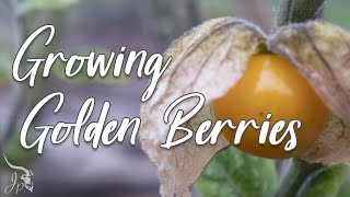 Growing Golden Berries  Harvesting amp Tasting [upl. by Millar63]