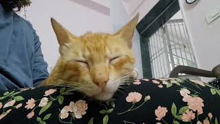 stewpid cheeze cat sleeping [upl. by Ester]