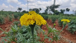 Marigold Delay🌼🌻Lower Yield for Dasara Expecting More for Diwali  ಚೆಂಡುಹೂ ಬೆಳೆ ದೀಪಾವಳಿಗೆ ಅಧಿಕ ಲಾಭ [upl. by Oisangi]