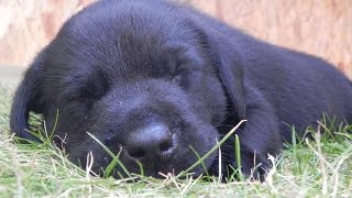 Top 10 Cutest Black Labrador puppies [upl. by Leeban736]