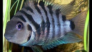 iNdEPTH Black Convict Cichlid Archocentrus Nigrofasciatus [upl. by Born]