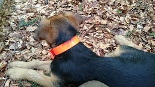 DAS JAGDLICHE HUNDEHALSBAND AUS HIFLEX UND BIOTHANE [upl. by Ailekahs]