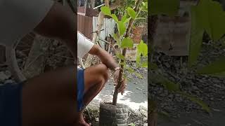 How to planting marcot guava gardenlifestyle farmers airlayering reelsvideo reelviral follow [upl. by Noryk673]