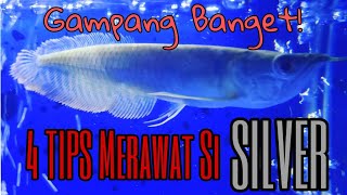 4 TIPS CARA MERAWAT IKAN ARWANA SILVER  BRAZIL  PEMULA [upl. by Remled]