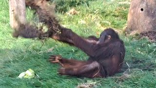 Orangutan Basuki does more Gardening worldorangutanday [upl. by Alroy768]