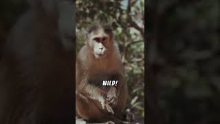 What animals did Jane Goodall become famous for studying explore [upl. by Lacym]