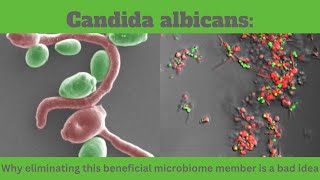 Candida albicans Why eliminating this beneficial microbiome member is a bad idea [upl. by Mosa419]