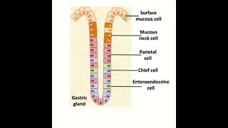 Cells of the Gastric Gland Functions and Features [upl. by Thormora]