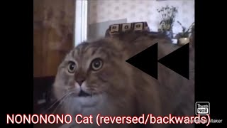 NONONONO Cat reversedbackwards [upl. by Hamel]