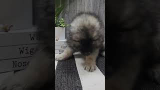 🥰 Fluff Overload Meet Our Newest Keeshond Puppy 🌟 keeshondpuppies keeshond shorts newarrival [upl. by Burroughs726]