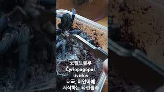 코발트블루 cyriopagopus lividus 타란툴라 코발트블루 [upl. by Orodoet]