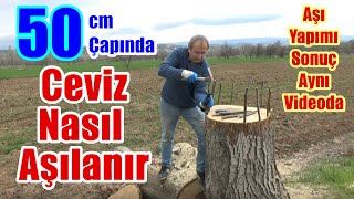 Ceviz nasıl aşılanır  Kabuk altı kalem aşı  Ceviz aşısı  Ceviz aşısı nasıl yapılır [upl. by Tiffi]