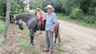 EL CABALLO DE FINCA [upl. by Onek367]