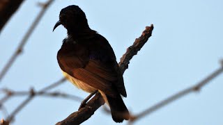 Purple Rumped Sunbird call [upl. by Jori]