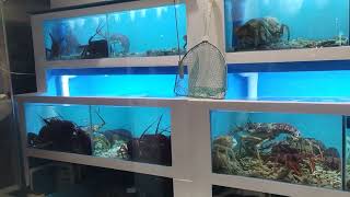 LIVE SEA FOOD IN ONE OF RESTAURANT NEAR QUEEN VICTORIA MARKET on FRIDAY MAY 5th 2023 [upl. by Shafer]