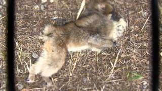 Timelapse of Maggots on a Dead Japanese Macaque L1 ニホンザル死骸の生物分解【微速度撮影】 [upl. by Er]