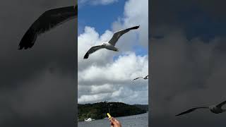 Seabirds Up Close The Most Amazing Avian Adaptations [upl. by Bronwen774]