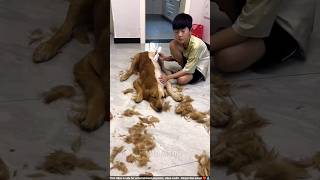 Boy Trimmed Half of His Dog’s Hairs shortsvideo [upl. by Koval]