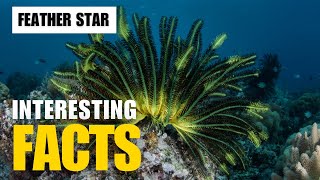 What Are the Most Interesting Facts About Feather Star  Interesting Facts  The Beast World [upl. by Urana]