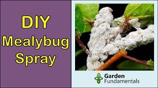 How to Get Rid of Mealybugs DIY spray with baby oil [upl. by Raul]