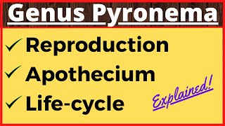 Genus Pyronema  Crozier Formation in Ascomycetes  Life Cycle  Ascospore Formation in Fungi Botany [upl. by Nnednarb]