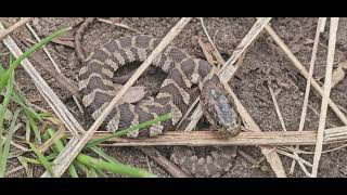 Juvenile Common Watersnake is mad at me too Nerodia sipedon [upl. by Dove745]