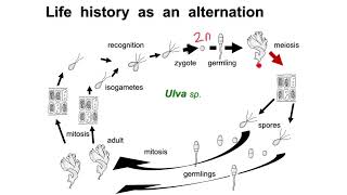 Sporic meiosis  Alternation of generations [upl. by Stallworth949]