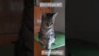 The Denial  Maszat Kitten mischievous viralvideo pets cat cute cutecat [upl. by Pedro]