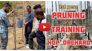 1st Year pruning in HDP Orchard by Avnish Chauhan [upl. by Eninotna]