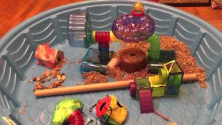 Cheap and Easy DIY Dwarf Hamster Playpen [upl. by Eittol144]