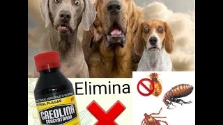 🛑 3 REMEDIOS CASEROS para las GARRAPATAS en PERROS 🐶 [upl. by Lehte375]