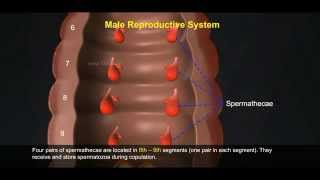 2 Reproductive System of Earthworm 512 1 [upl. by Worthy977]