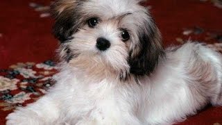 Barking by Lhasa Apso [upl. by Elyak107]