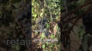 VITIS VINIFERA AKA GRAPE VINE [upl. by Portwine]