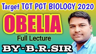 Obelia full lecture  uptgt pgt biology 2020  Life cycle of obelia  Biology by baburam patel [upl. by Durstin]