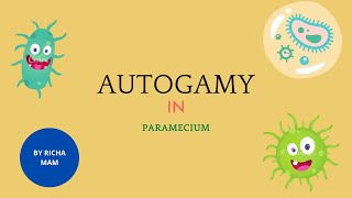 Autogamy in paramecium  full detail with diagram [upl. by Jareen]