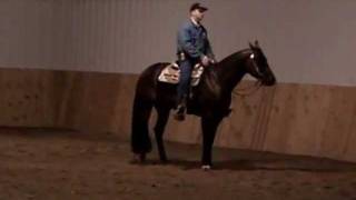 The Ultimate Version AQHA Stallion [upl. by Ecirual]