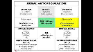 Urinary System Part 3 Renal Autoregulation [upl. by Boarer351]