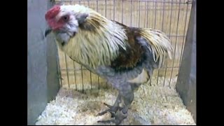 Rumpless Bantams National Poultry Show UK 2014 [upl. by Yrtsed]