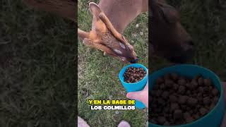 ¿CONOCIAS A LOS CIERVO MUNTJAC shorts ¿Sabías qué 69 [upl. by Atter]