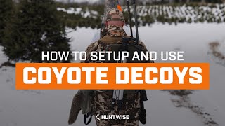 Decoying Coyotes  How to Use Coyote Decoys for Hunting [upl. by Tabitha]