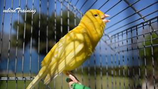 Most Beautiful Yellow Canary singing  canary training song [upl. by Nettie]