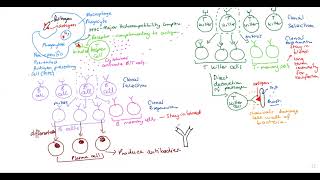 A Level Biology Immunity on one page Phagocytsis B amp T Cells Cell MediatedHumoral Response [upl. by Neened159]